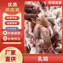 精品乳鸽，老鸽，各种规格齐全，可对接全国电商批发商