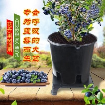 蓝莓种植基质盆