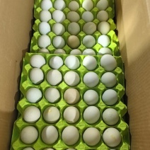 精品绿壳蛋，土鸡蛋乌鸡蛋