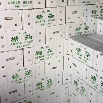 机洗出口塘菇，精品茨菇，慈姑，出口马来西亚，新加坡等