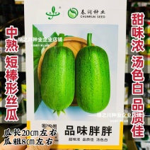 春润品味胖胖丝瓜种子味甜苹果丝瓜种子瓜香味浓水瓜种子短棒