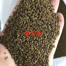 紫云英种子，红花草种子绿肥牧草种子批发，蜂蜜蜜源草籽。