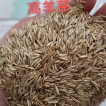 高羊茅种子，高羊毛羊茅草籽冷季型多年生草坪籽高羊草坪种子