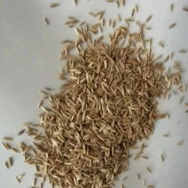 早熟禾草坪草籽，四季常青庭院绿化地毯草种子草皮籽草坪种子