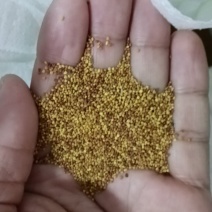 白三叶草坪草籽，四季常青庭院绿化地毯草种子草皮籽草坪种子
