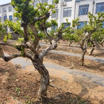 金银花老桩树苗基地直发大货批发盆栽景观