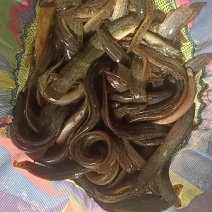 湖北宜昌泥鳅8元