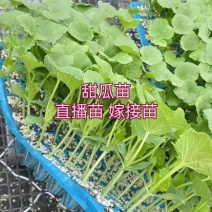 甜瓜苗博洋羊角蜜绿宝玉菇西州蜜甜瓜直播苗嫁接苗