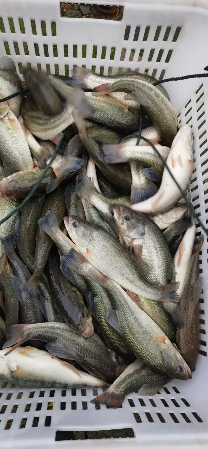 云南昆明官渡区鲤鱼 15.00元/斤本地水库鱼
