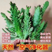 地摊千手观音仙人掌