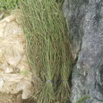 三叶青苗