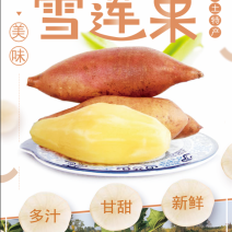 雪莲果一件代发市场超市精品果社区团购供货货源稳定