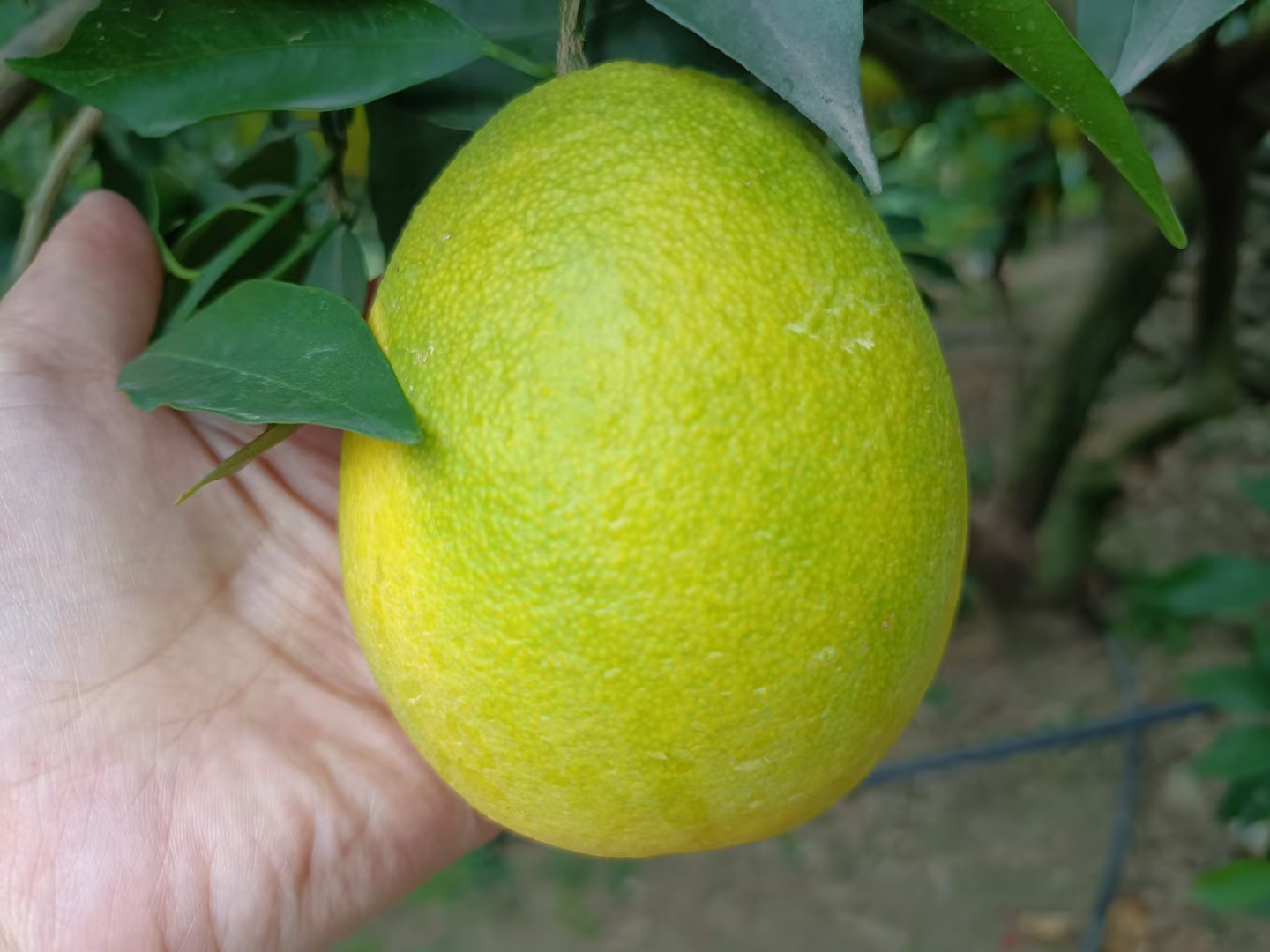 奉节纽荷尔脐橙果实特写