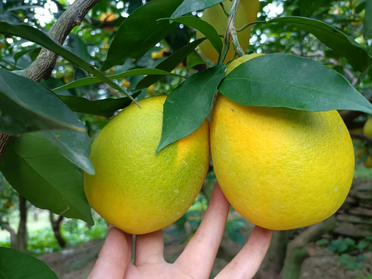 高清拍摄的青秋脐橙单果特写,展示其浅橙黄色果皮、光滑表面、微带青肩的果顶特征,旁边切开一半展示橙红色果肉、饱满汁胞和几乎无核的内部结构,背景为木质托盘和绿叶衬托,突出新鲜感与高品质 青秋脐橙特写展示图