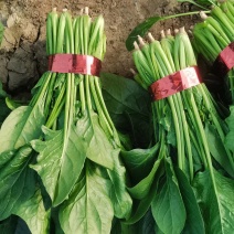 大叶菠菜规格齐全。做工精细产地直发物美价廉