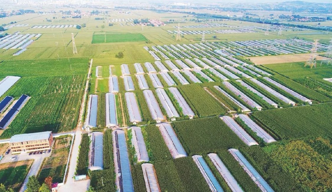 航拍视角下的大型白菜种植基地,整齐的田垄延伸至远方,绿油油的白菜长势旺盛,土壤呈深黑色,体现黑土地肥沃特征,部分农民在田间劳作 东北黑土地上的白菜种植基地
