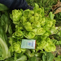 儿菜四川儿菜毛货净货对接商超，光儿子厂货均大量有货