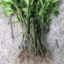 南板蓝根种苗