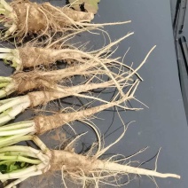 蔓菁莱有土人参油菜根大量上市了批发市场平台货有要老板联系