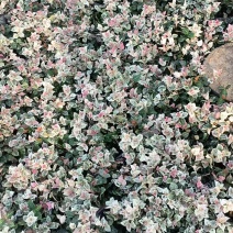 花叶络石