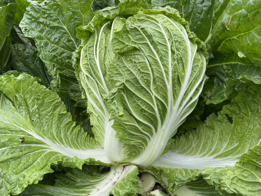 青杂3号白菜在市场上的销售场景