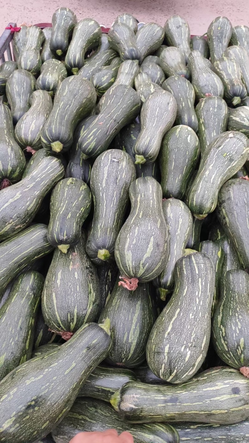 密本南瓜青南瓜食堂南瓜养殖南瓜保质保量产地直发