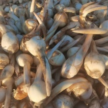 精品慈姑品质上乘对接商超市场电商社区团购来电