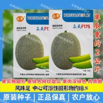 众天F175网纹甜瓜种子高糖绿肉网纹蜜瓜种子椭圆形哈密瓜
