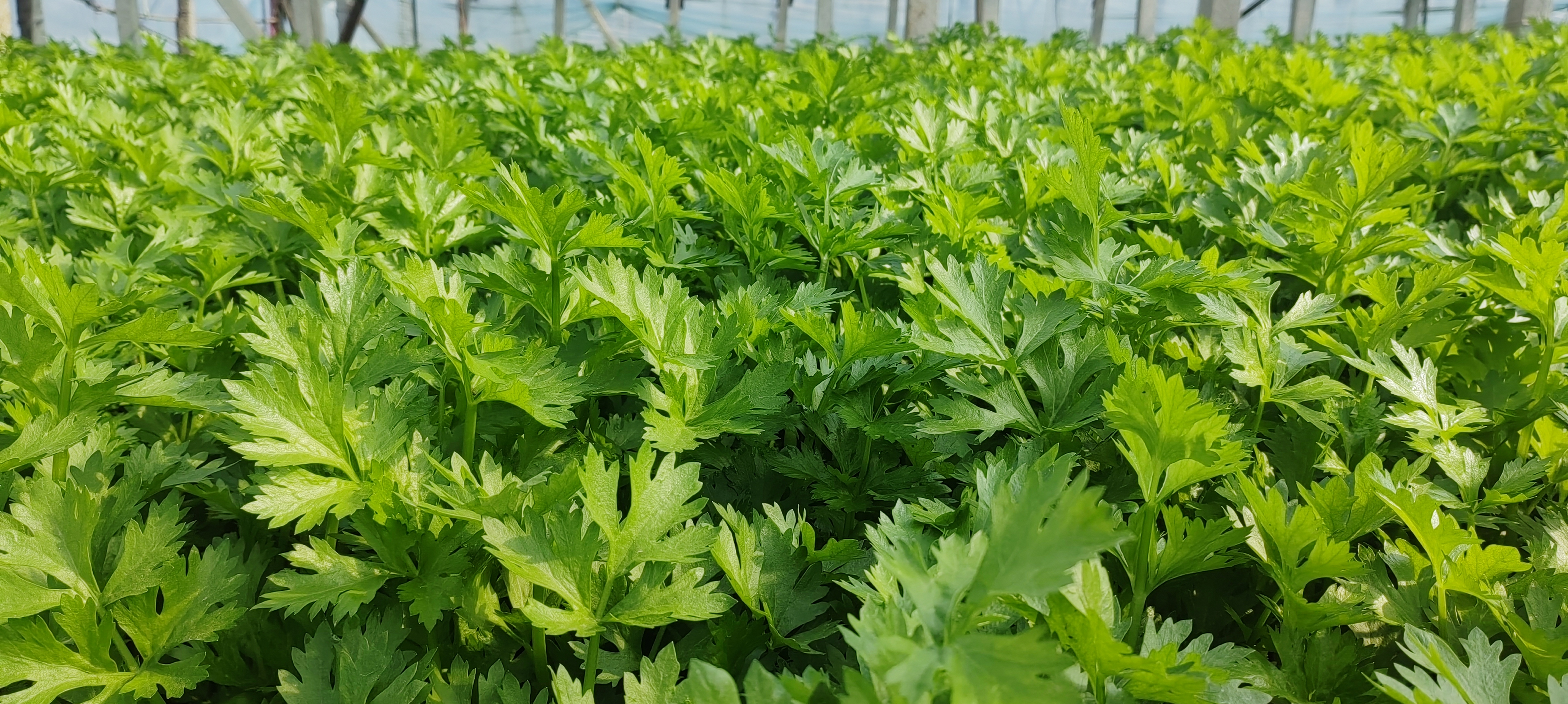 儿童手捧圆香芹盆栽合影图