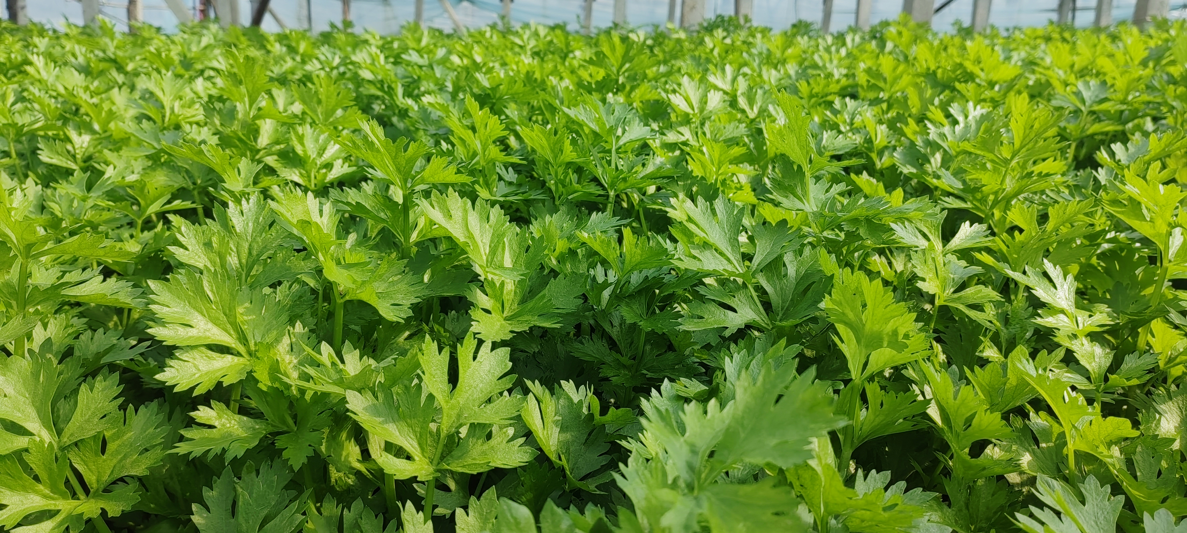 缅甸刺芹大香菜田间种植场景