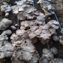 四季供应灵芝菇，灵芝仙菇，提前预定