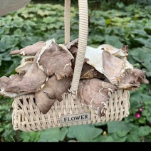 灵芝菇，干品，干灵芝菇，灵芝仙菇干品