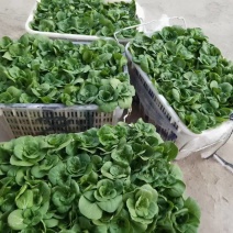 湖北江夏基地红菜苔大量有货？欢迎全国客户订单！