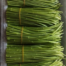 精品芦蒿，产地直发