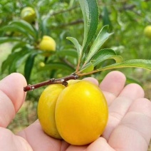 蜂糖李子苗蜂糖李树苗蜂糖李苗批发保证品种假一赔万