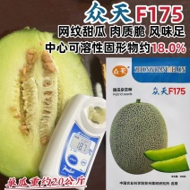 众天F175网纹瓜种子高糖绿肉网纹蜜瓜种子椭圆形哈密瓜