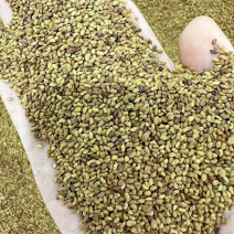 草坪种子弯叶画眉草种子护坡草坪耐瘠耐湿热耐旱河岸护堤草籽