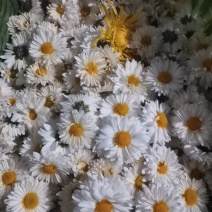 新鲜采摘的杭白菊