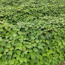 山桐子