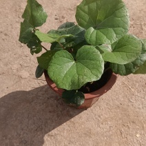 大吴风草