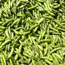 鲜蚕豆。胡豆