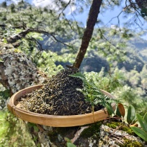 云南南临沧市凤庆县茶叶