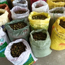 本地正宗山茶籽油，无任何添加，现榨现卖。有需要的联系！