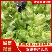 安徽儿菜基地直发，货源充足品质保障代发全国欢迎来电