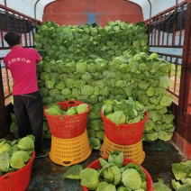 贵州精品甘蓝产地直发量大价格便宜质量保证诚信经营欢迎来电
