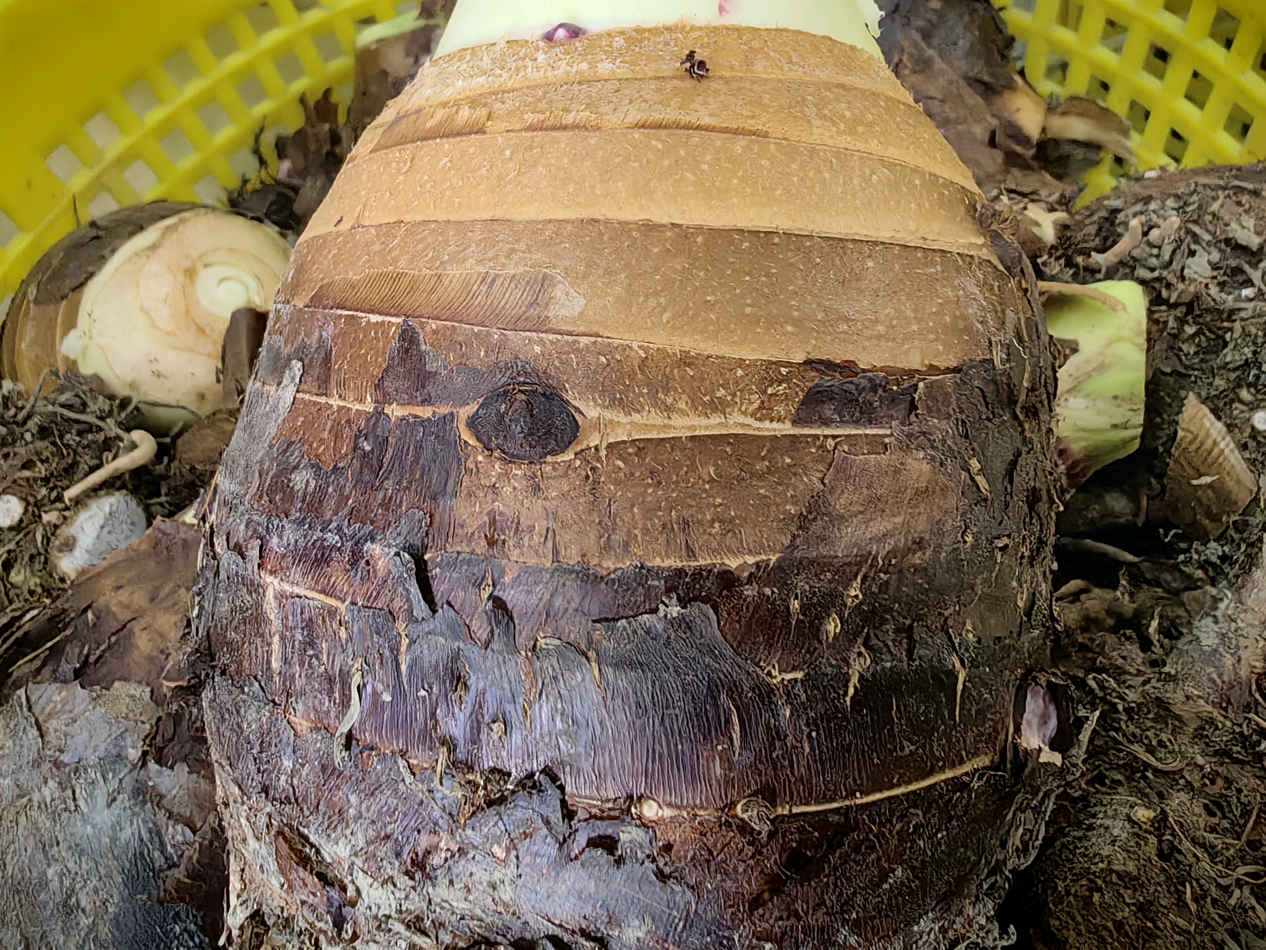 高清对比图:荔浦香芋(左)与普通水芋(右)的横切面特写。香芋肉质致密,中心呈淡紫晕染状,放射状纹理细腻;普通芋头中心色浅、结构疏松,可见明显粗纤维束。表皮上香芋更光滑带浅褐色鳞片,普通芋则粗糙多须根残留。 香芋与普通芋头对比图:左侧为横切面饱满、紫红色纹理清晰的荔浦香芋,右侧为质地较松散、纤维略粗、灰白色为主的普通水芋,两者大小相近但表皮纹理差异明显