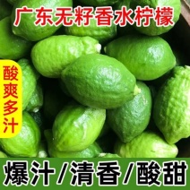 正宗广东香水柠檬（零批）