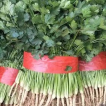 大叶香菜大量上市，产地一手货源，欢迎新老客户前来合作