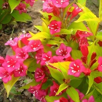 金叶锦带【叶子金黄，是种漂亮的權木花卉】