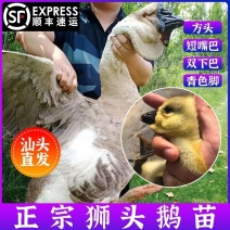 买1000送200狮头鹅苗包防疫包运输送货上门满意付款